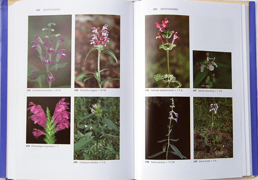 page from Wildflowers of the Eastern United States by Wilbur H. Duncan and Marion B. Duncan