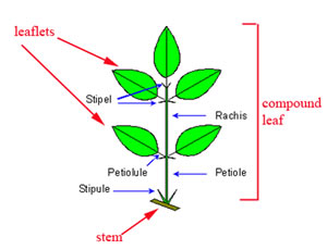 compoundleaf