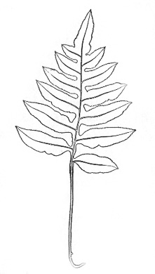 pinnatifid frond