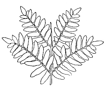 bipinnate frond