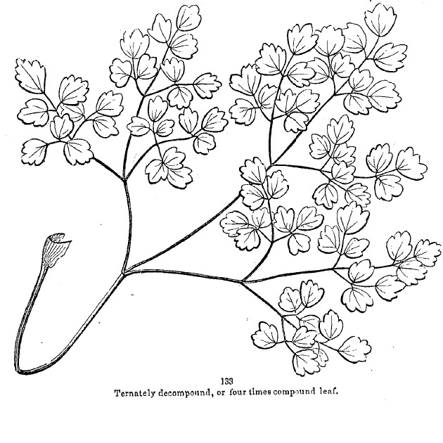 Ternately decompaound of four times compound leaf