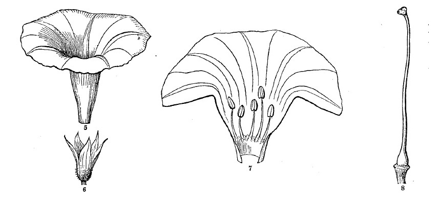 Fig. 5-6-7-8, morning glory