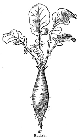 radish