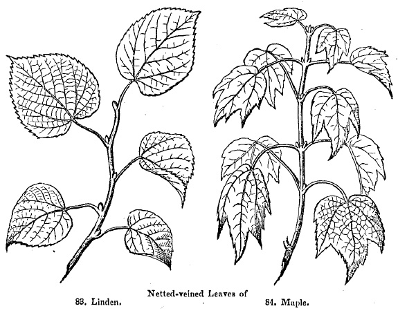 netted-vein leaves of Linden and Maple