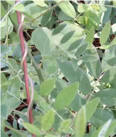 Native Wisteria, Wisteria frutescens