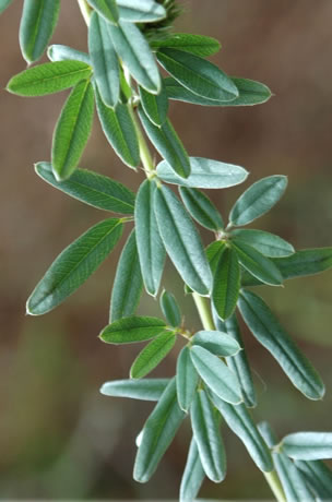 Lespedeza capitata